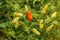 Red and yellow colour chillies or chilli peppers growing on the