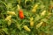 Red and yellow colour chillies or chilli peppers growing on the