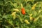 Red and yellow colour chillies or chilli peppers growing on the