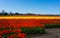 Red Yellow Daffodil Tulip Flower Farm