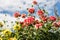 Red and yellow dahlia against a blue sky