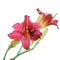 Red and yellow daylilies on isolated white background.