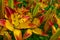 Red-yellow Daylilies Latin: Hemerocallis close up. Selective focus