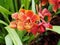 Red And Yellow Dendrobium Orchid