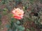 Red with yellow double colored rose with it buds in garden