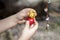 Red and yellow dyed quail eggs in children`s hands