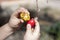 Red and yellow dyed quail eggs in children`s hands