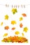 Red yellow falling maple leaves Autumn leaf clothes line