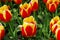 Red and yellow flame tulips