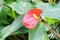 Red yellow flamingo flower in garden