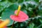 Red yellow flamingo flower in garden