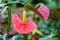 Red yellow flamingo flower in garden