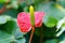 Red yellow flamingo flower in garden