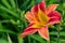 Red-yellow flower daylily Latin: Hemerocallis close up. Daylily on green leaves background. Soft selective focus