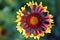 Red and yellow flower of gaillardia close up