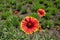 Red and yellow flowerhead of blanketflower