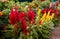 Red and yellow flowers of Celosia Argentea Plumed Cockscomb or Silver Cock`s Comb, Prince of Wales feathers