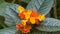 Red and yellow flowers in the garden with dark leaf