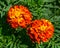 Red and yellow flowers perennial aster