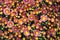 Red-yellow flowers wallpaper, chrysanthemum aster daisy. Multicolored flowers, small heads of perennial flowers