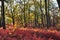 Red & yellow foliage colors on New Jersey hills at sunset