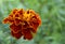 Red yellow French marigold or Tagetes patula flower in summer garden.