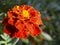 Red yellow French marigold or Tagetes patula flower in summer garden.Bright floral background with copy space.