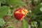 Red-yellow fringed tulip