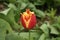 Red-yellow fringed tulip