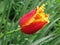 Red-yellow fringed tulip