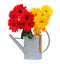 Red and yellow gerbera flowers in watering can