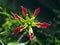 Red and yellow Gloriosa Superba lily wild flower in tropical Suriname South-America