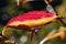 A red-yellow glowing autumn leaf against the light of a tree