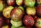 Red, yellow and green ripe stacked mangoes. Delicious and juicy.