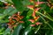 Red and yellow Heliconia blooming in a garden, Arusha, Tanzania