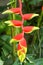 Red and yellow heliconia blossom