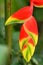 Red and yellow heliconia blossom in nature