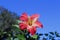 Red-yellow hibiscus flower on blue sky background