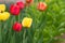 Red and yellow holland tulips on green nature grass background