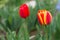 Red and yellow holland tulips on green nature grass background