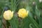 Red and yellow holland tulips on green nature grass background