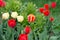 Red and yellow holland tulips on green nature grass background
