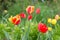 Red and yellow holland tulips on green nature grass background