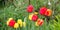 Red and yellow holland tulips on green nature grass background