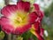 Red and yellow hollyhock flower blooming in the garden