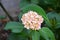 Red yellow hydrangeas blossoms in May