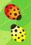 The Red and Yellow Ladybird