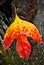 Red and Yellow Leaf