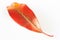 Red and yellow leaf on white background