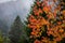 Red and yellow leaves of an autumn tree with green cone trees forest in the background in the Romanian mountains during a rainy/